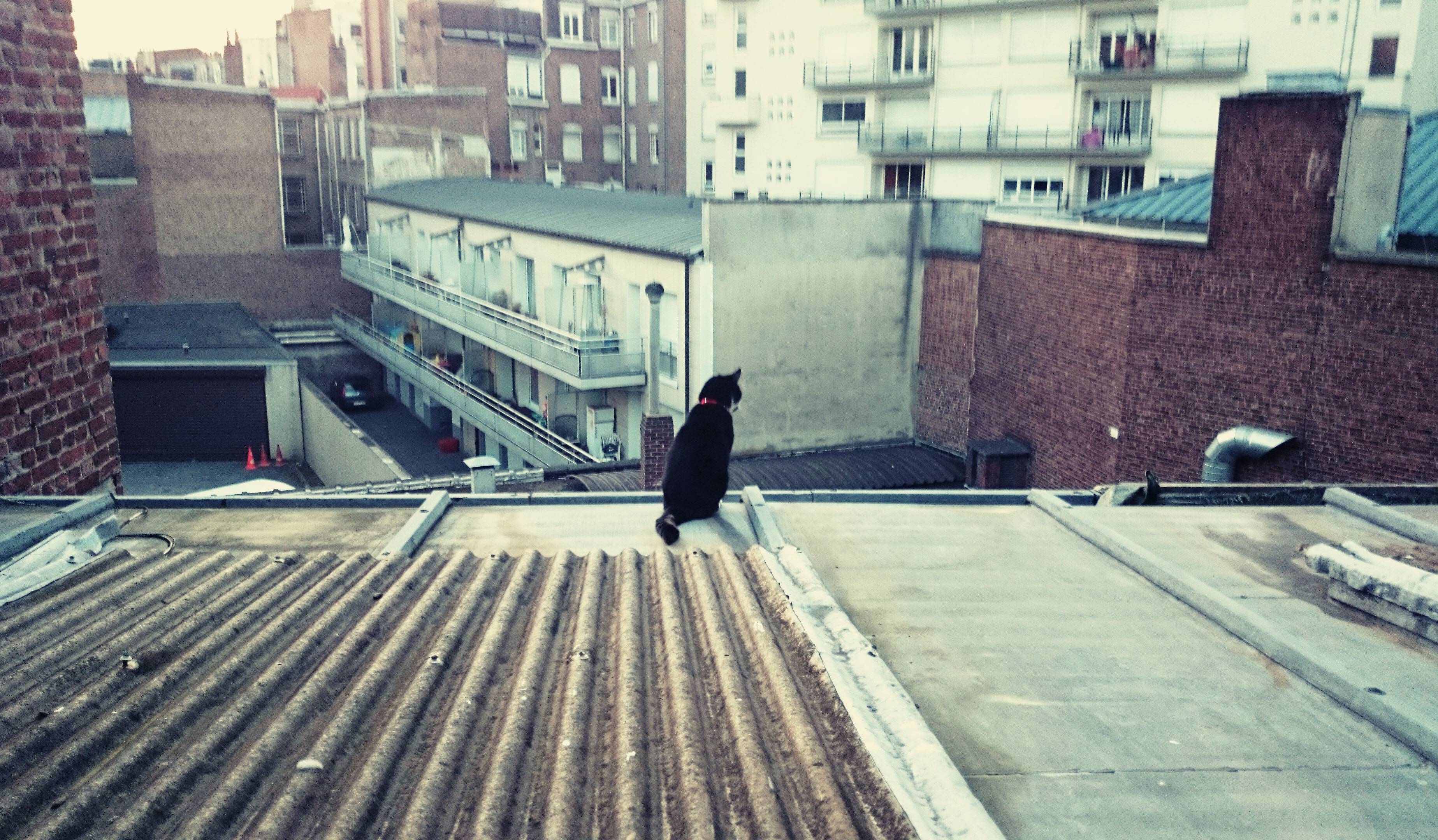 Lille (Nord), le 10 juin. Vue féline sur les toits de la ville.