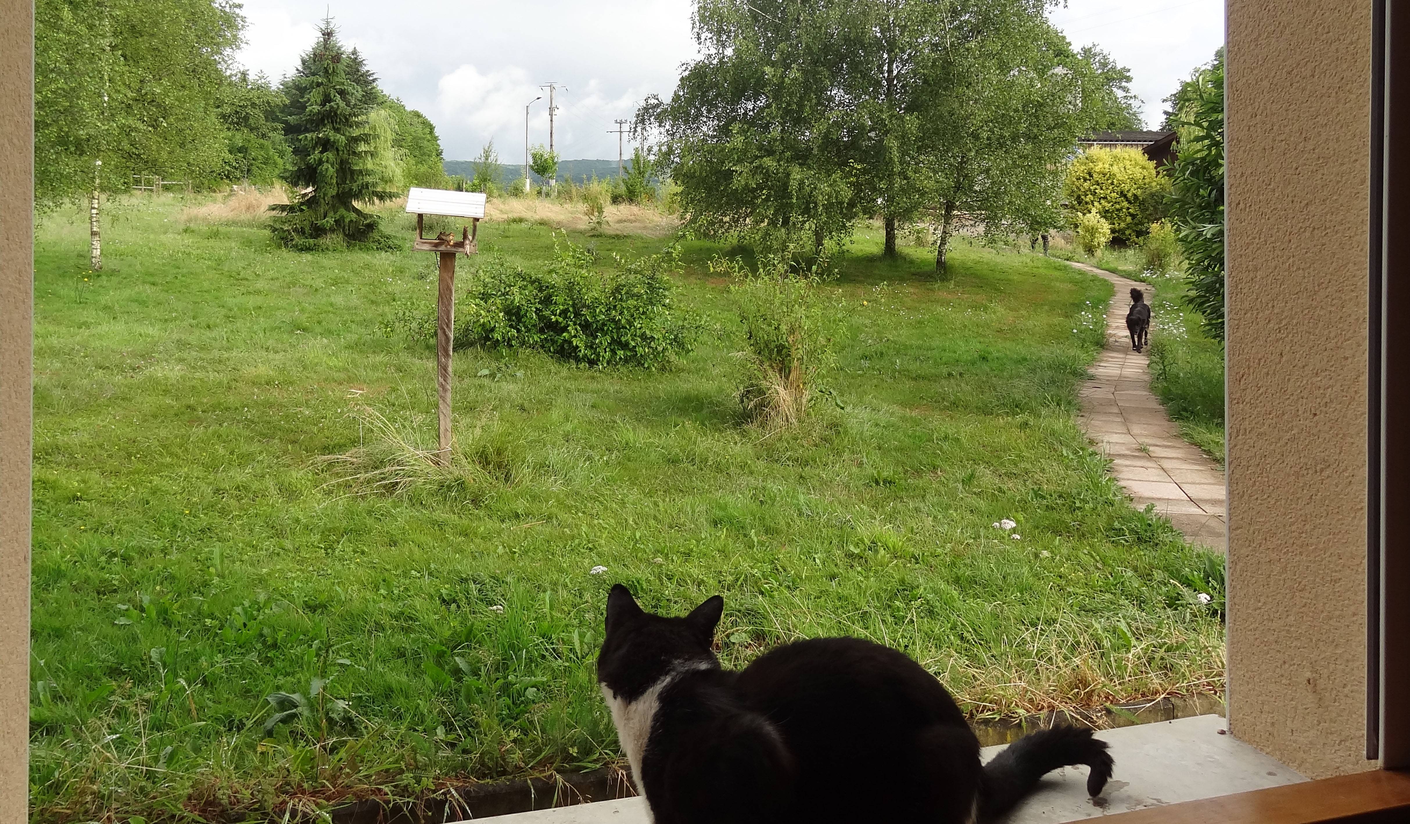 Moimay (Haute-Saône), le 13 juin. Le chien revient de la ferme pour le petit-déjeuner.