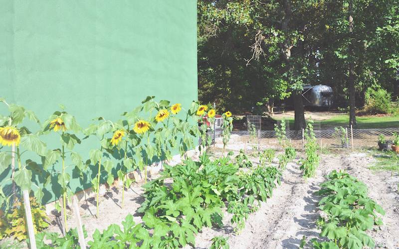 Melanie et George ont maintenant un potager qu'ils cultivent. C'est bien mieux que les conserves.