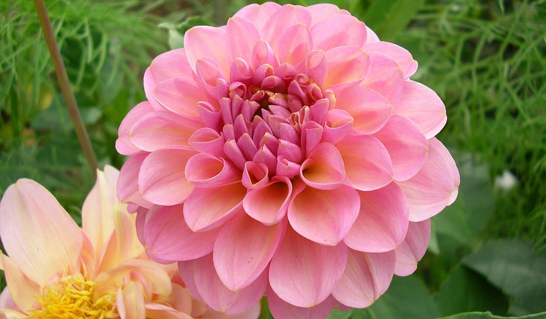 Les bulbes de dahlias doivent être déterrés et rangés à l'abri.