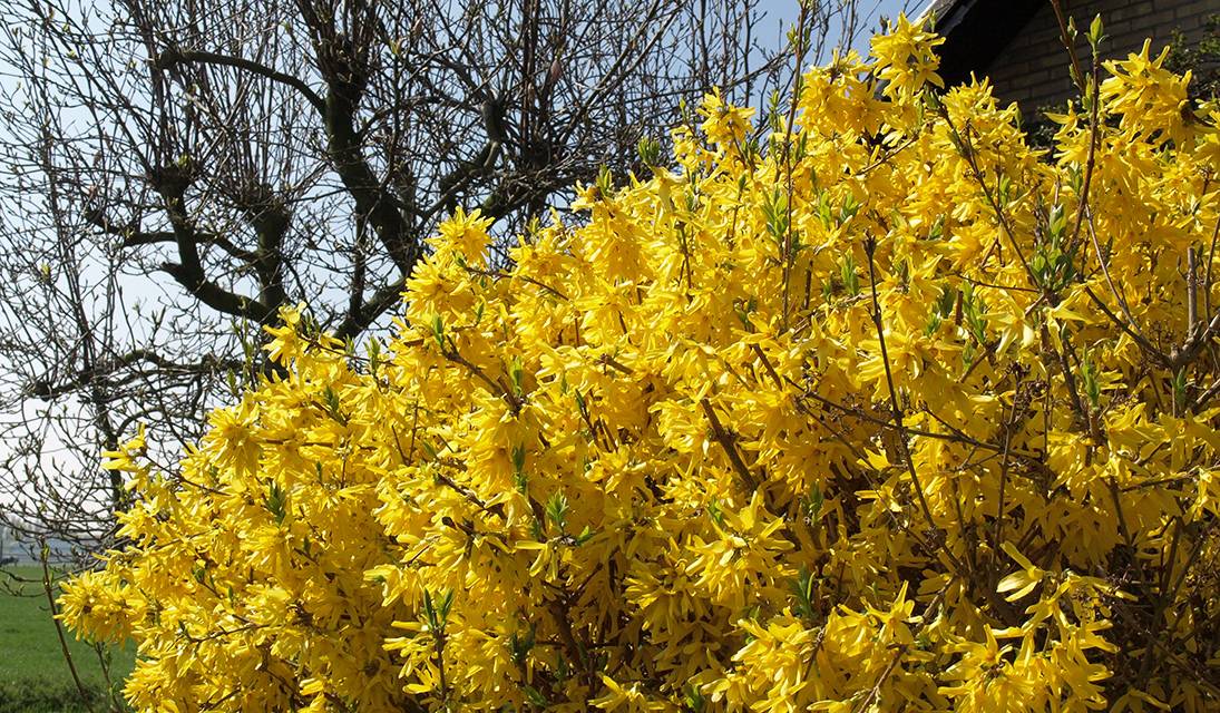 Les forsythias ne doivent pas être taillés avant l'arrivée du printemps. 