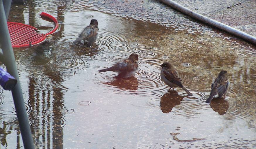 Des petits oiseaux en pleine toilette, vus de la fenêtre de Katy en septembre.