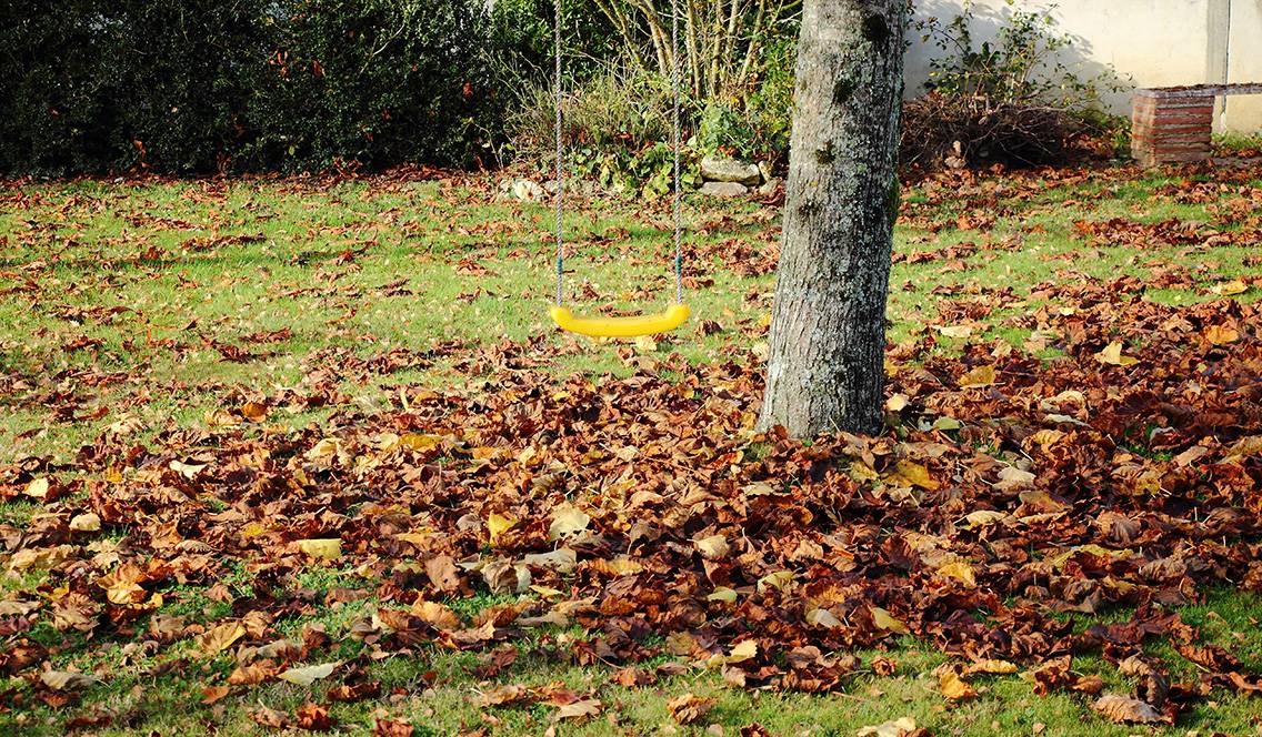Ramassez les feuilles mortes afin de préserver la beauté de votre pelouse.