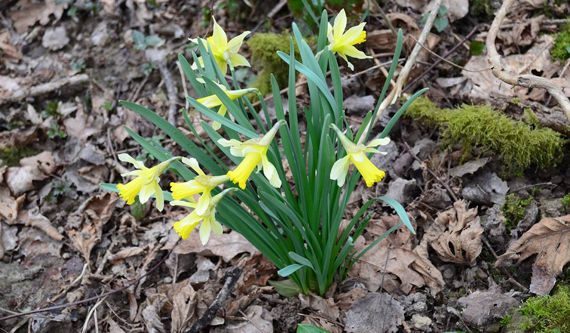 Les jonquilles illumineront votre jardin durant les mois d'hiver. 