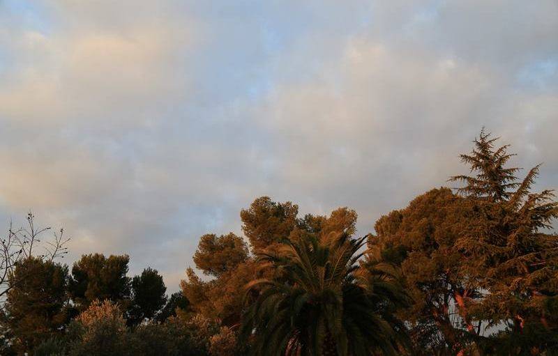 Impression d'exotisme, à Rognac (Bouches-du-Rhône), courant décembre.