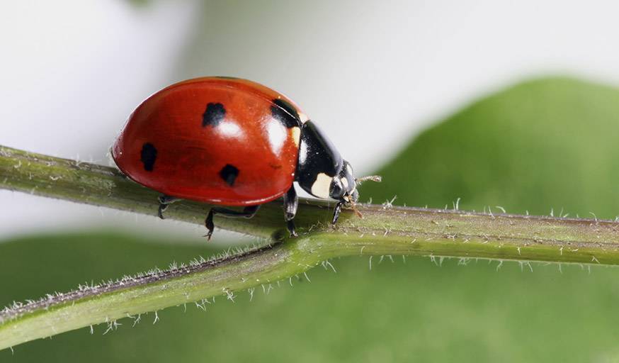 Tous les insectes ne sont pas nuisibles, les coccinelles vous débarrasseront des pucerons.