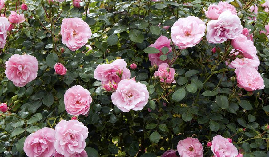 La taille des rosiers s'opère à la sortie de l'hiver, lorsque les fortes gelées sont passées