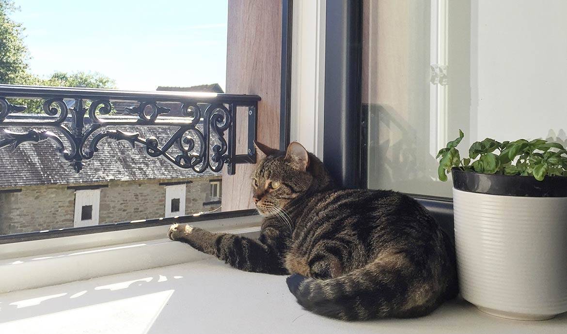 Bien au chaud, ce chat contemple l'automne.