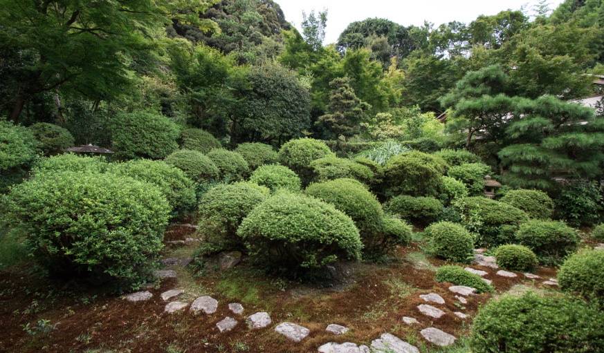 Les satzuki, petits buissons verts, sont les plus répandus dans le jardin d'Azumi San.
