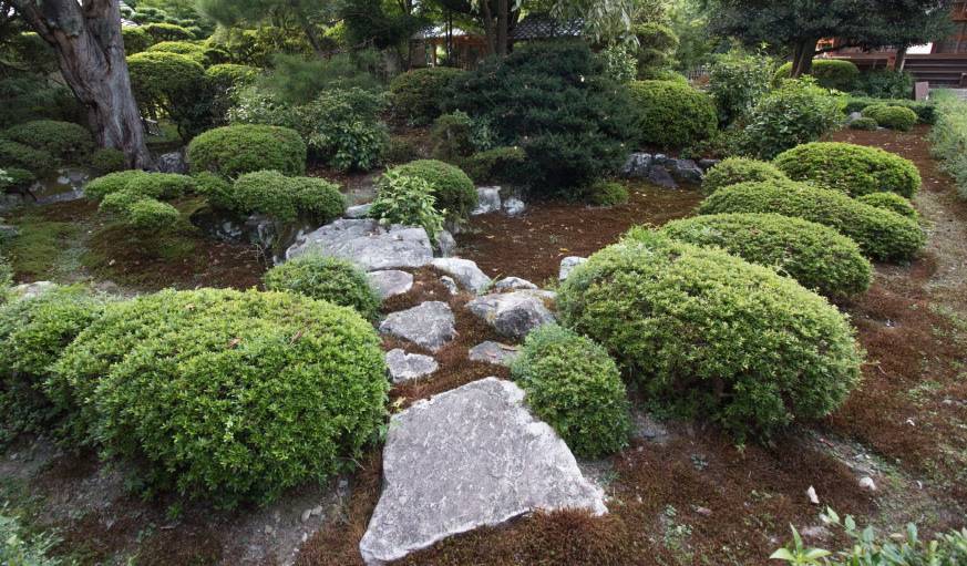 La mousse, reine du jardin japonais, reprend ses couleurs vertes à la moindre pluie.