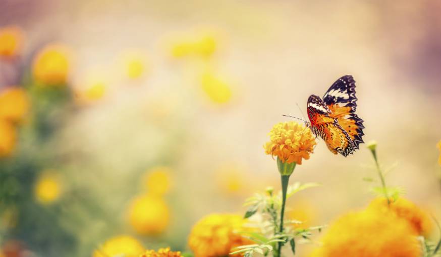 Les papillons sont particulièrement friands des fleurs jaunes, bleues ou violettes.