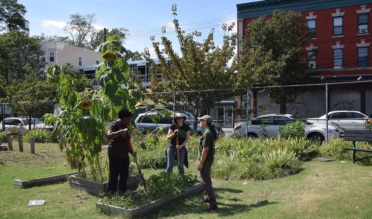 Matinée de cours à la Ferme Communautaire de Taqwa, dans le sud-ouest du Bronx.