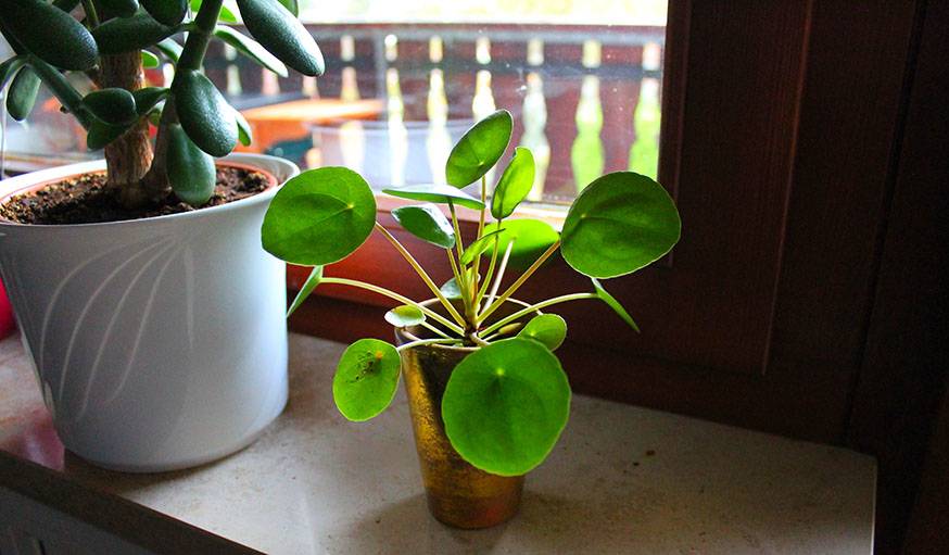 La pilea peperomioides