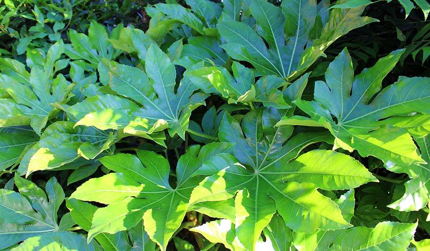 Le Fatsia Japonica