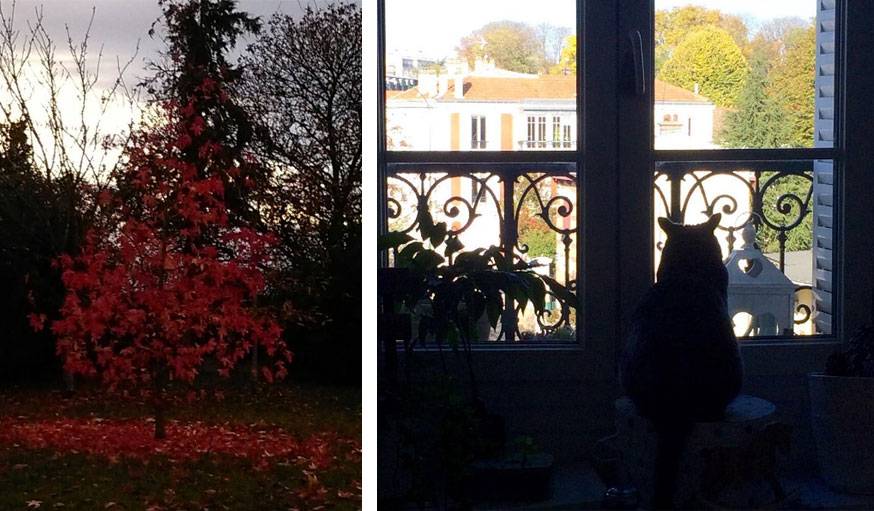 À gauche, un feuillage rougeoyant en Indre-et-Loire le 20 octobre. À droite, un chat qui admire le paysage à Nogent-sur-Marne (Val-de-Marne).