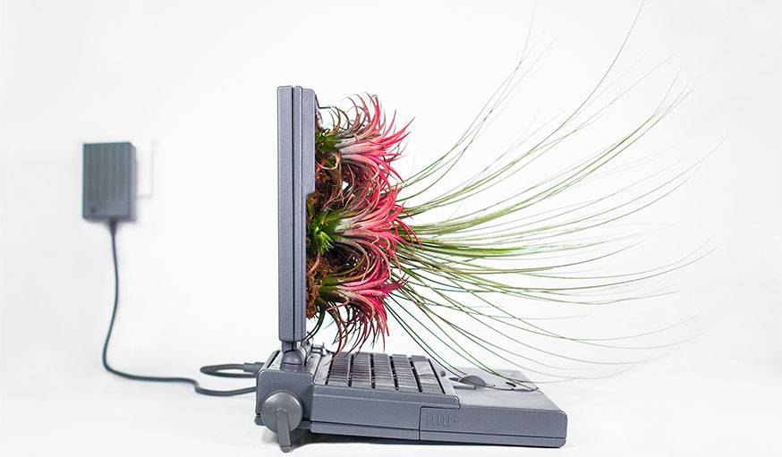 Macfire  Powerbook de 1991 et Tillandsia