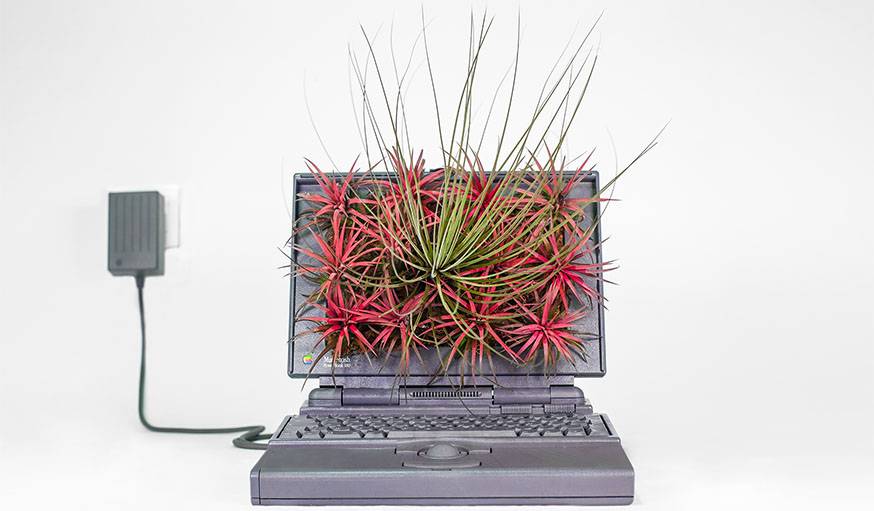 Macfire  Powerbook de 1991 et Tillandsia