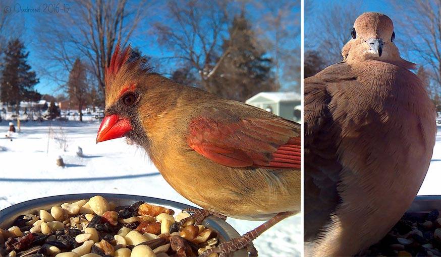 Une femelle cardinal rouge à gauche. Une tourterelle triste à droite. 