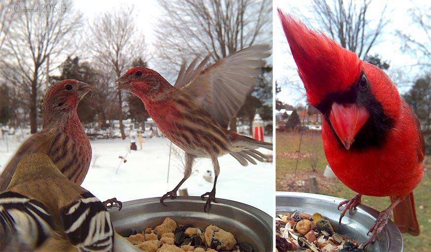 Un chardonneret jaune et deux roselins familiers à gauche. Un cardinal rouge à droite. 