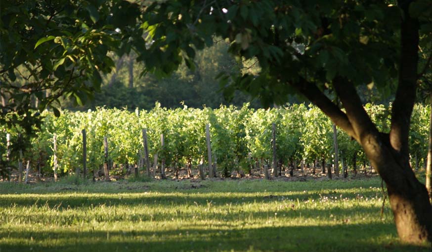 Les quelques pieds de vignes conservés.