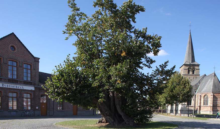 L'arbre belge.