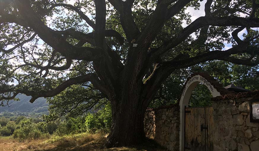 L'arbre bulgare.