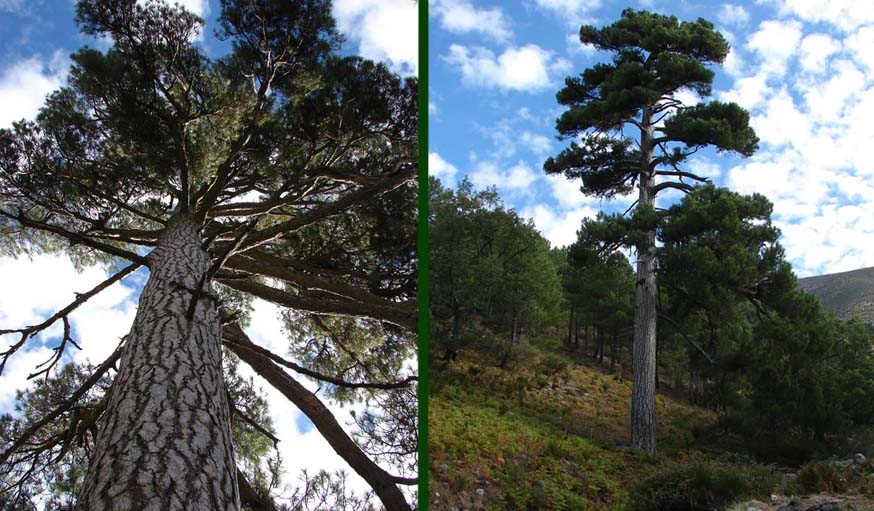 L'arbre espagnol.