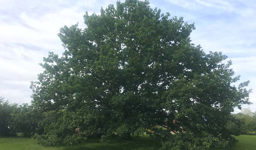 L'arbre estonien.