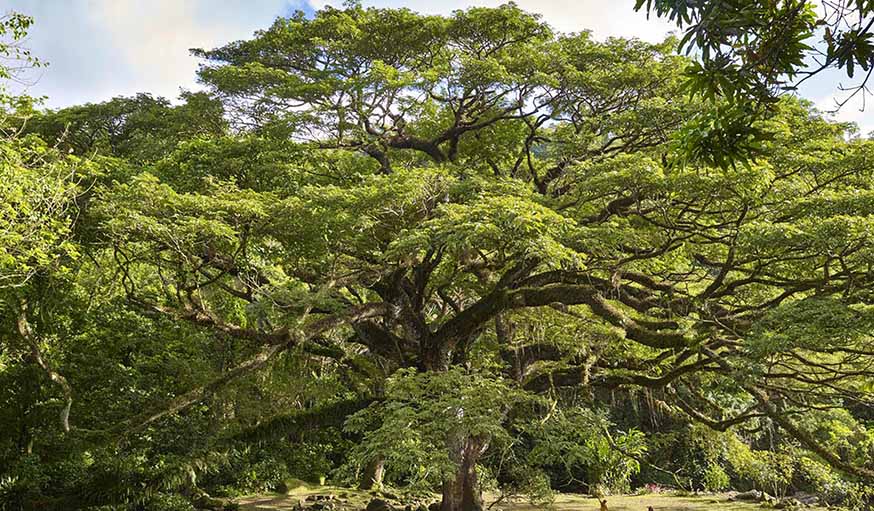 L'arbre français.