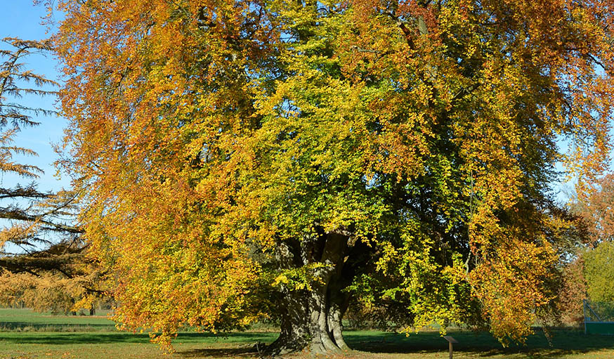 L'arbre allemand.