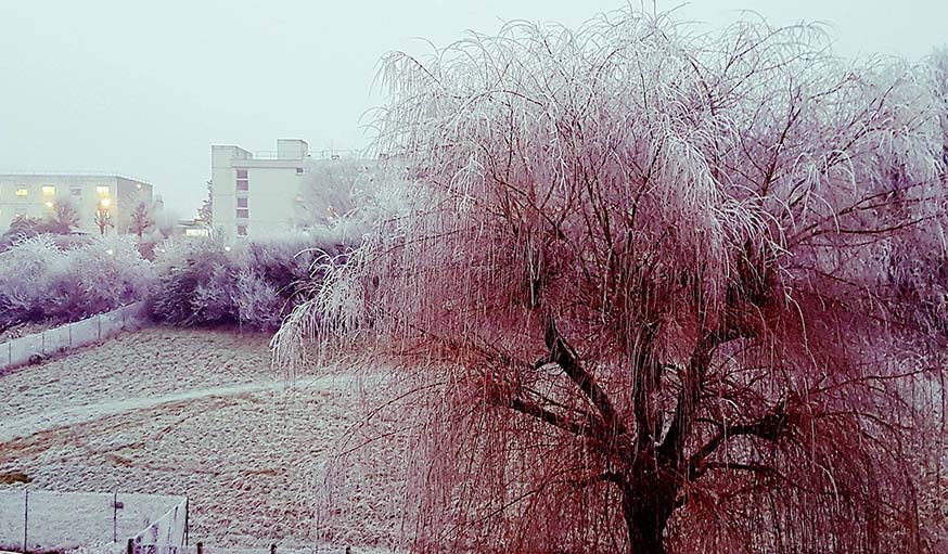 La neige se colore de rose, à Rambouillet, dans les Yvelines, le 1er janvier 2017.