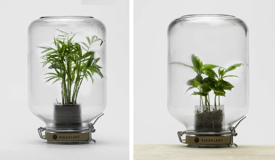 Jar peut abriter différentes plantes.