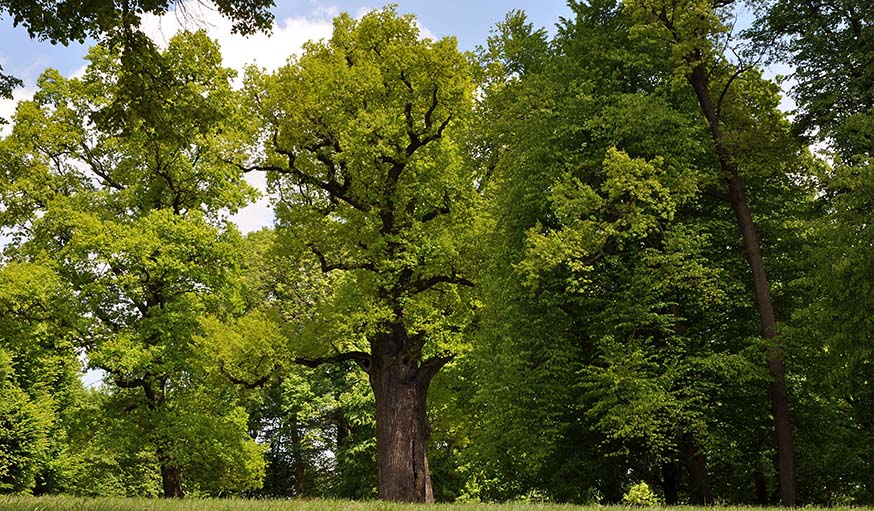 L'arbre polonais.