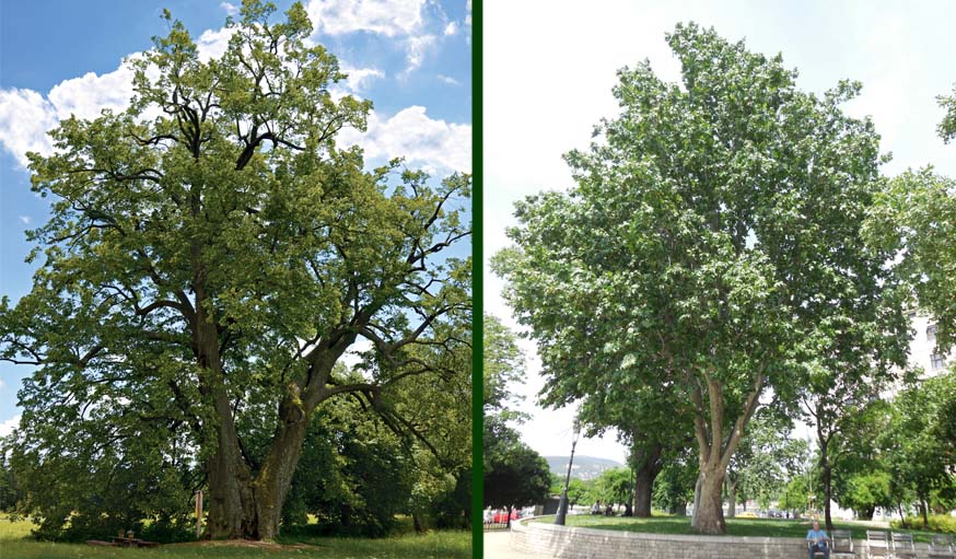 Les arbres de République Tchèque (à gauche) et de Hongrie (à droite)