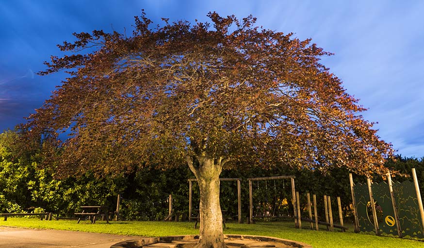 L'arbre écossais.