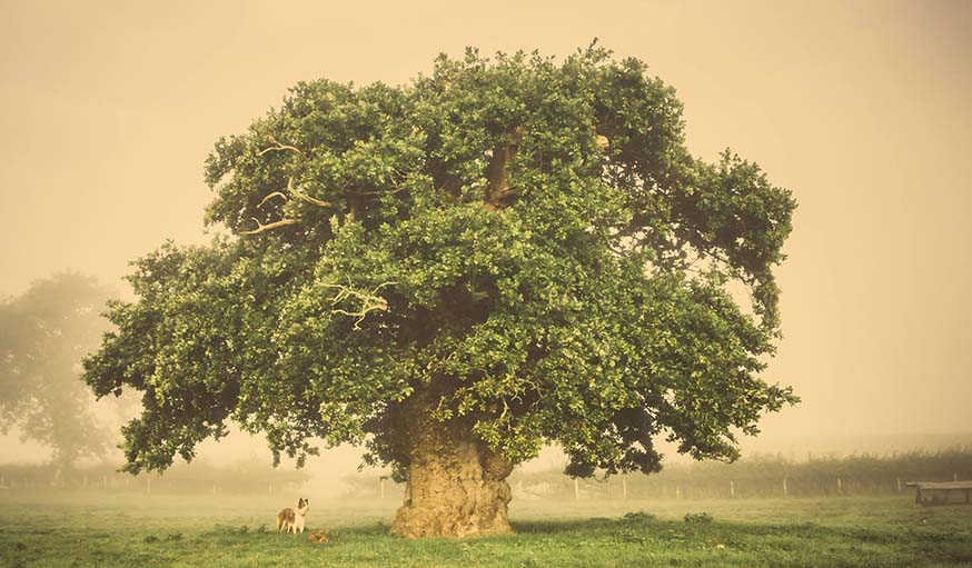 L'arbre gallois. 