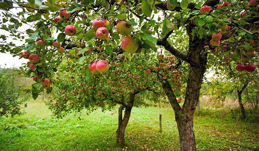 Le mois de février est idéal pour tailler les arbres fruitiers.