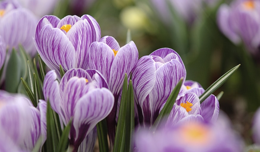 Les crocus