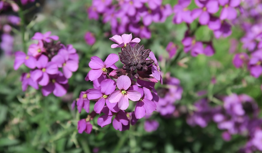 L'erysimum