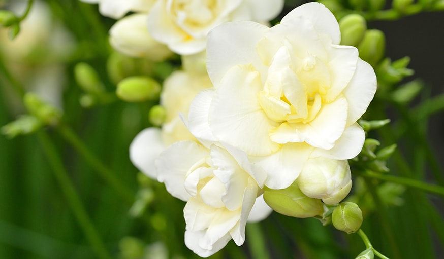 Le freesia