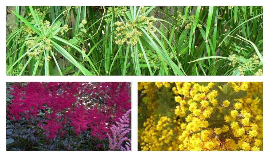 Astilbe, Cyperus et Mimosa