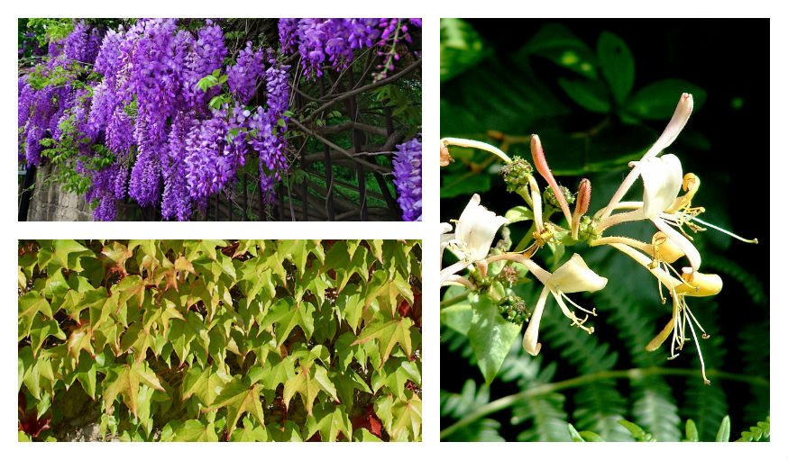 Glycine, Chèvrefeuille, Lierre 