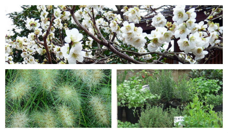 Roseaux, Cerisier du Japon, herbes aromatiques