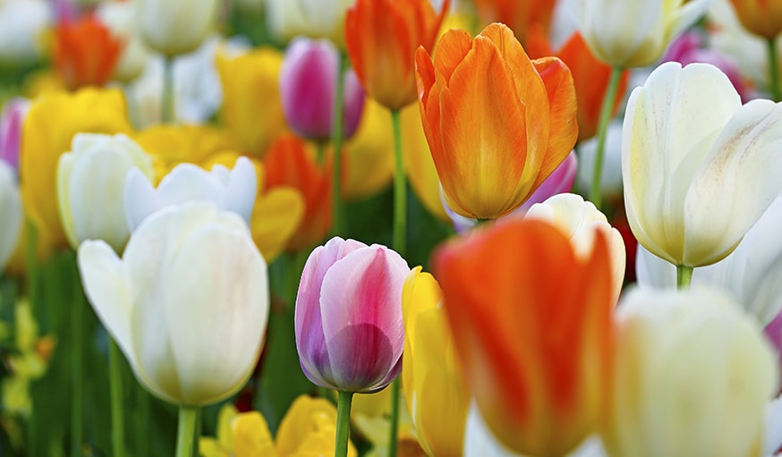 Les tulipes