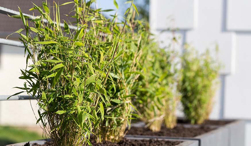 Plante brise-vue pour balcon : quelle espèce préférer pour cacher le  vis-à-vis avec brio cette saiso…