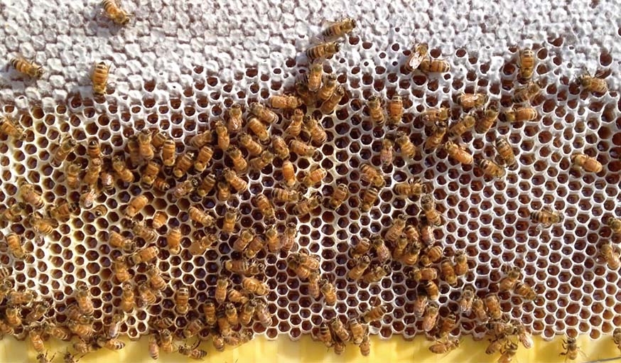 Des abeilles remplissent de miel les alvéoles artificielles de Flow Hive.