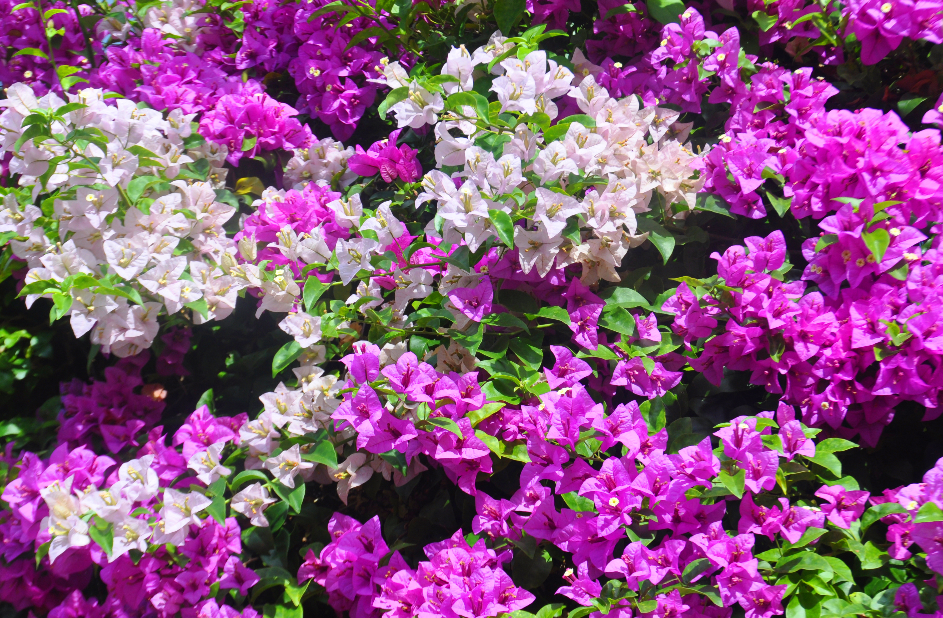 Un beau bougainvillier grimpants cachera parfaitement vos clôtures. 