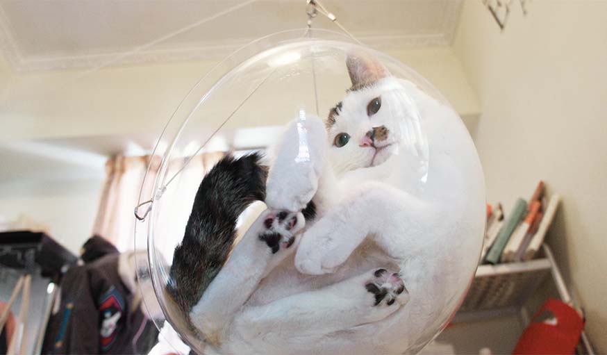 Maison Pour Chat En Acrylique Transparent - Dôme Suspendu Ou Mural - Diamètre 32 Cm - Perchoir Fenêtre