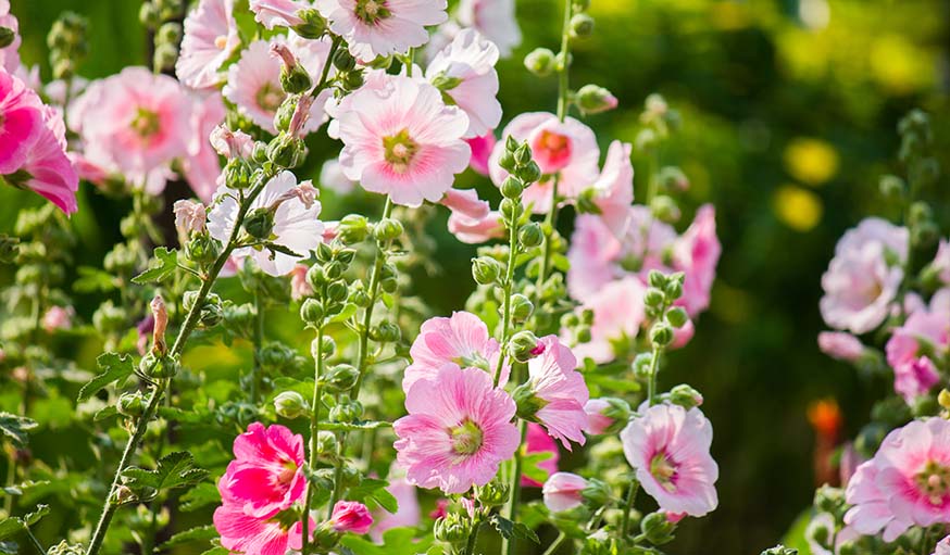 Les roses trémières.