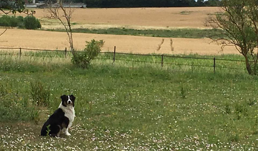 Vue sur le paysage près de Contres en Loir-et-Cher, le 25 juin